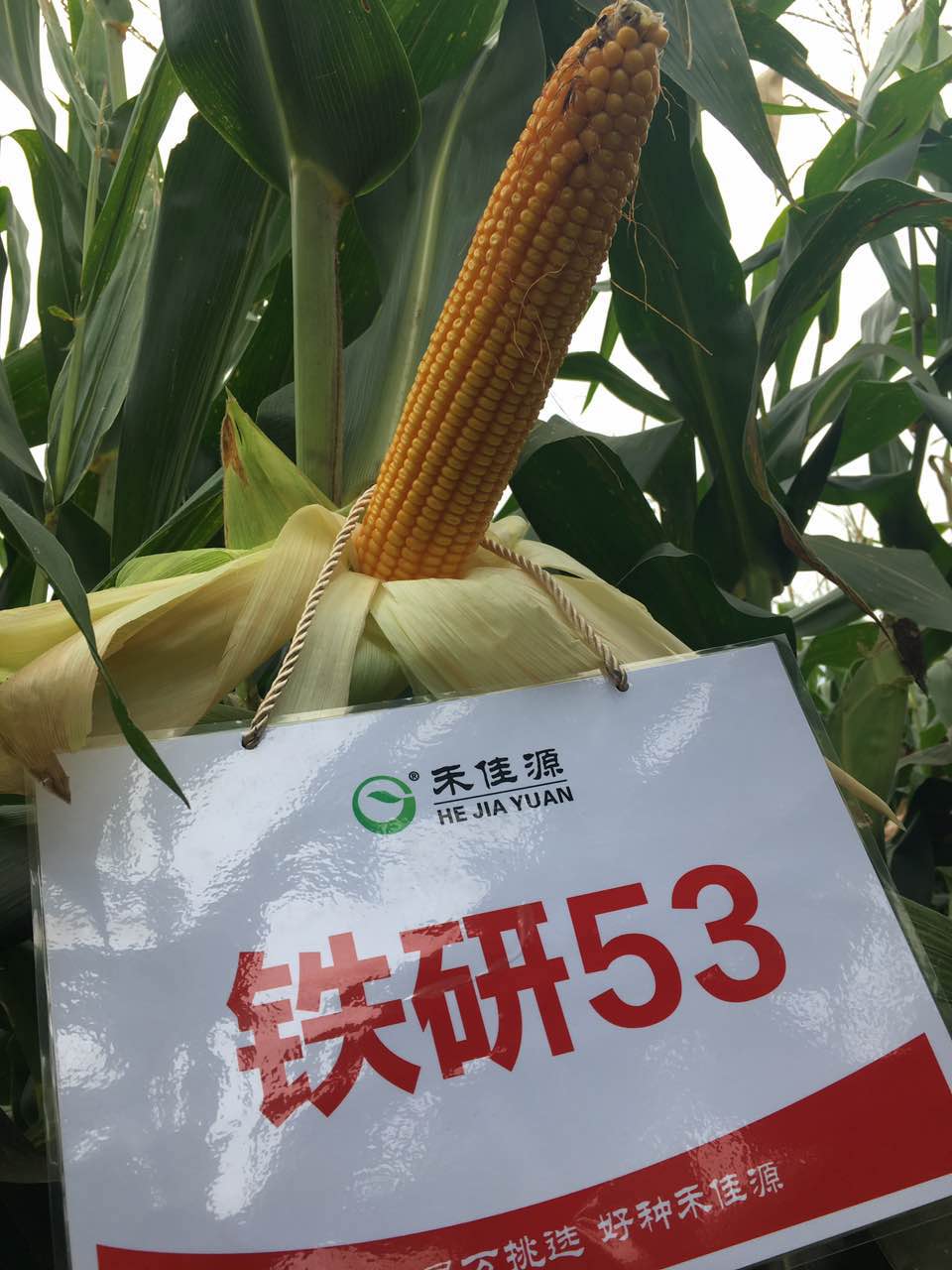 铁研53表现