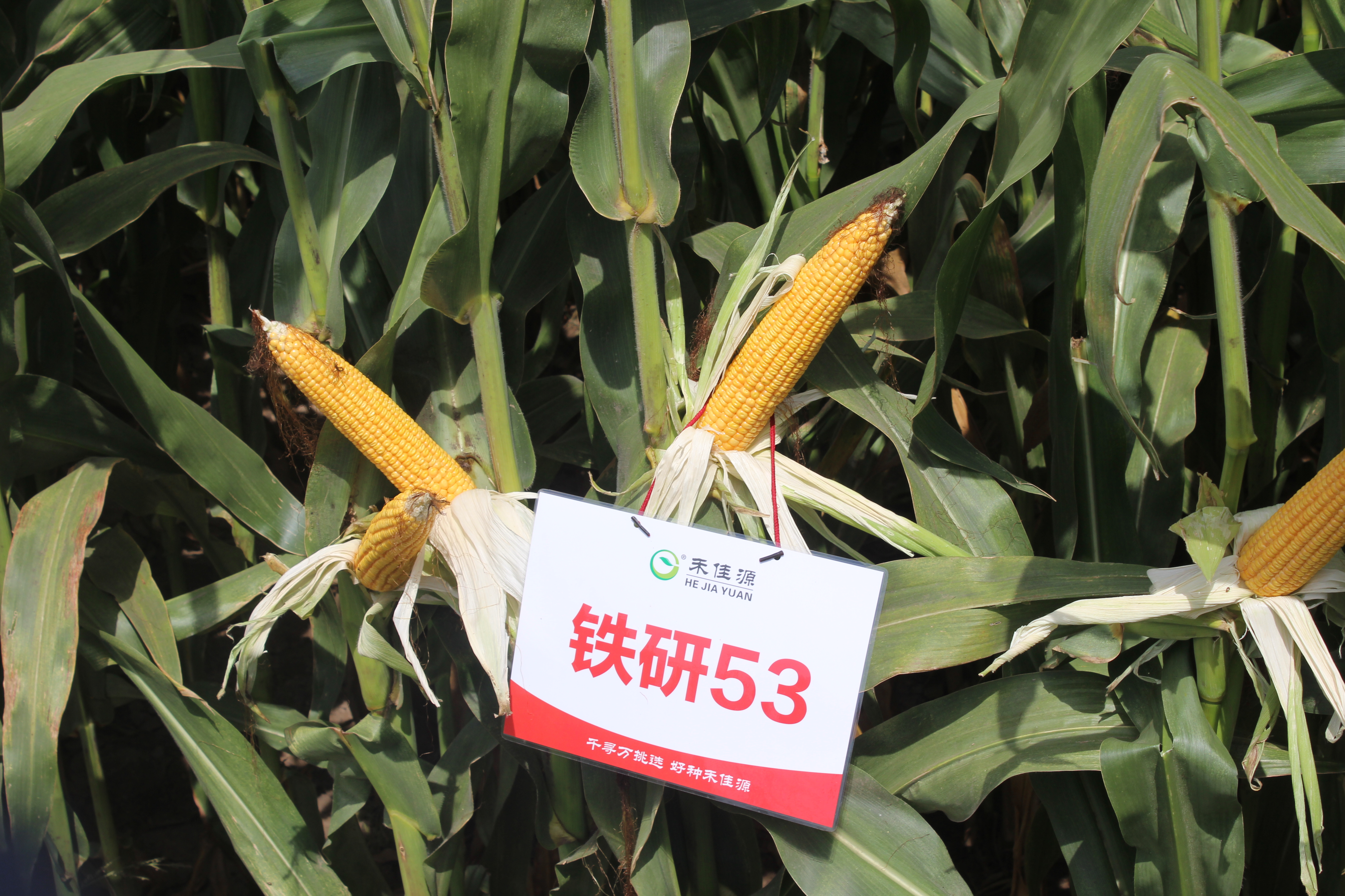 铁研53