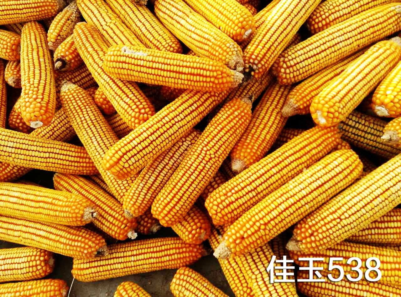 北京禾佳源玉米种子佳玉538高产优质玉米已审定品种