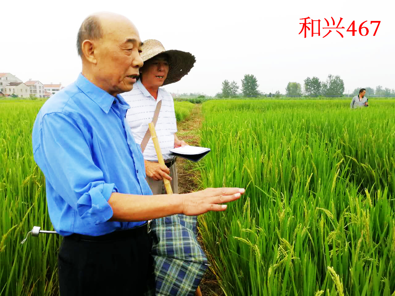 水稻栽培种植现场