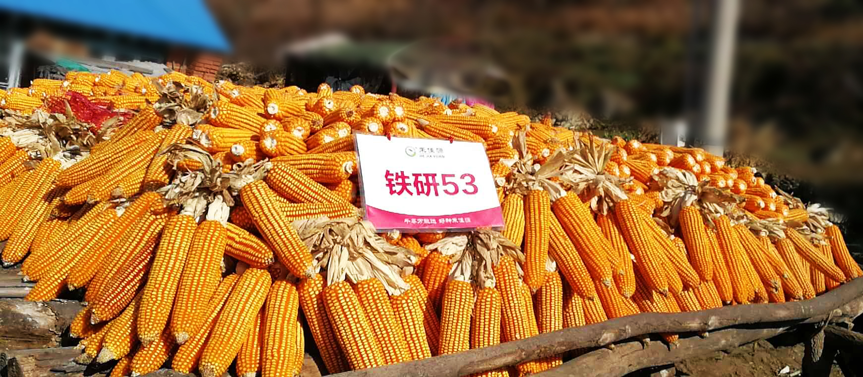 铁研53产量表现