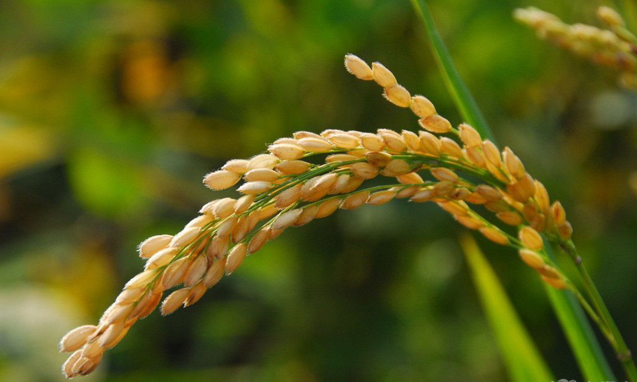 水稻种子怎么鉴别是不是带病