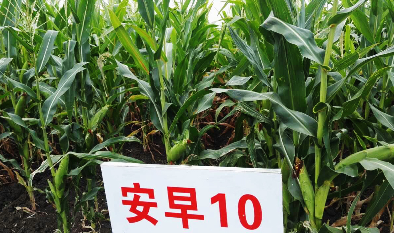 玉米种子公司支招如何把准农药施用时间