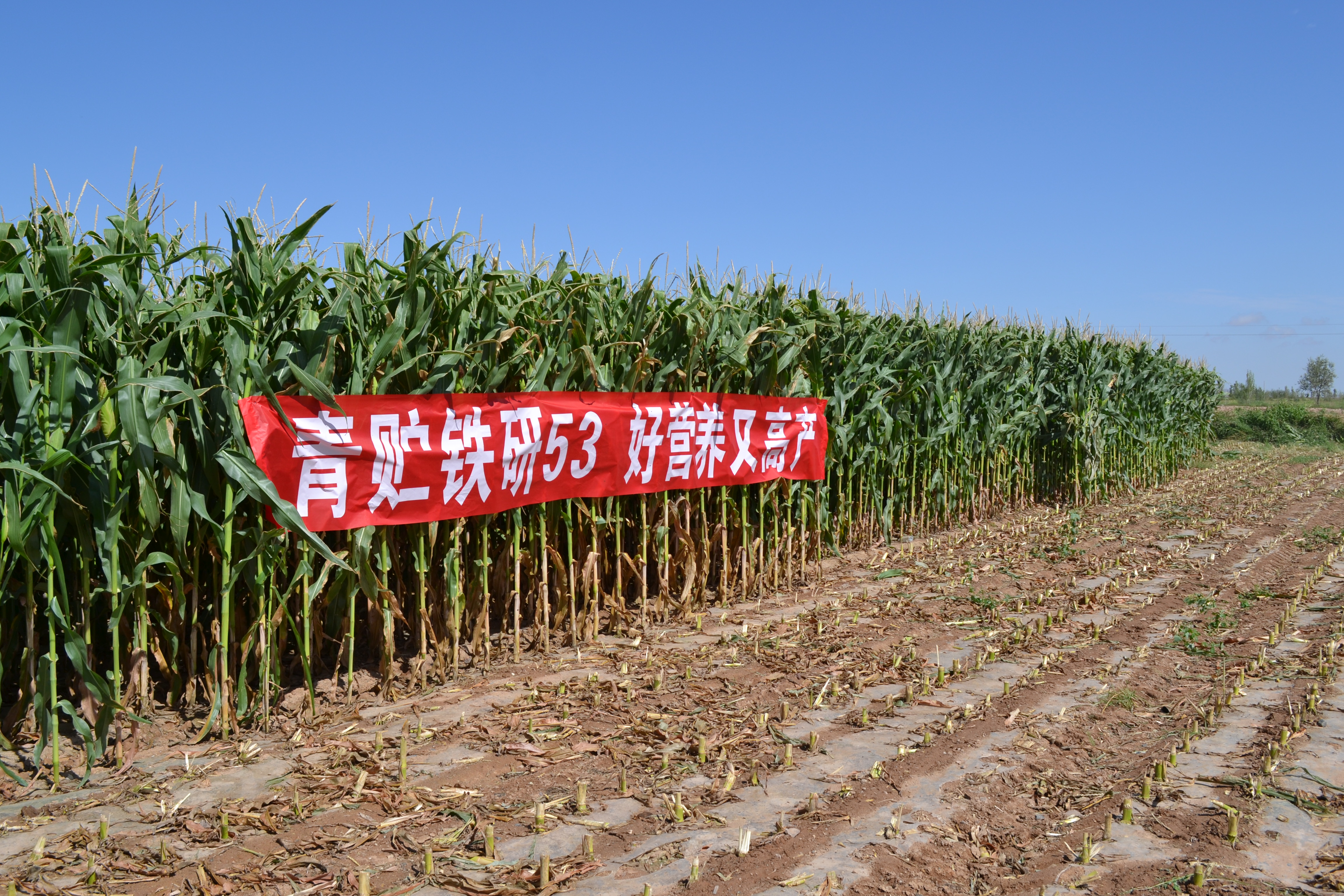 青贮玉米铁研53种植表现