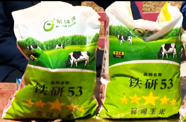 青贮玉米品种
