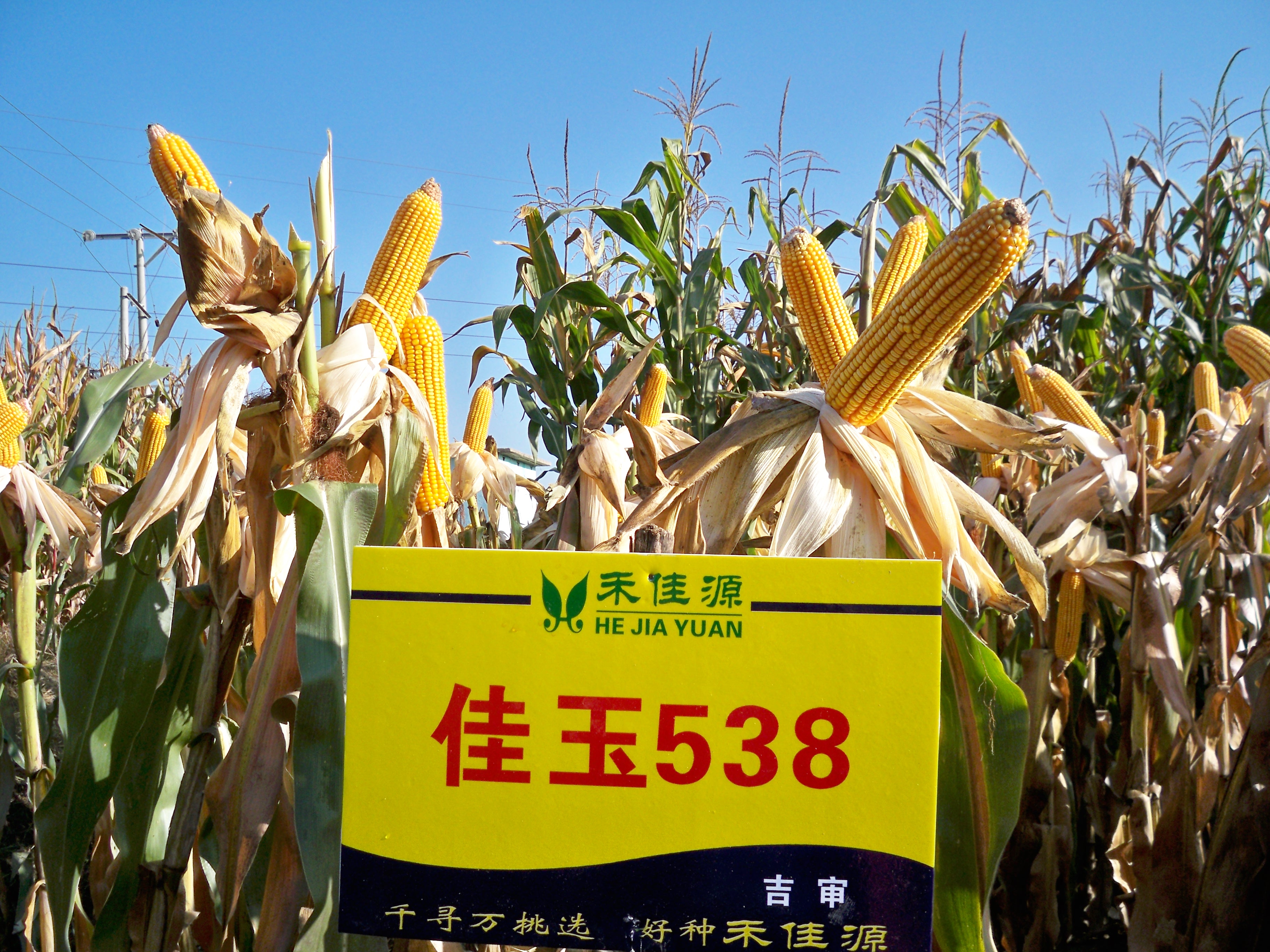 玉米种子佳玉538